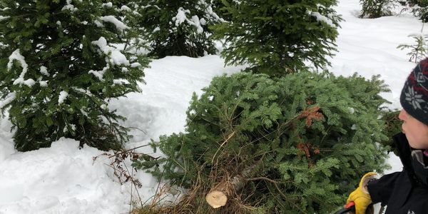 Cut your own Christmas Tree at High Top Trees
