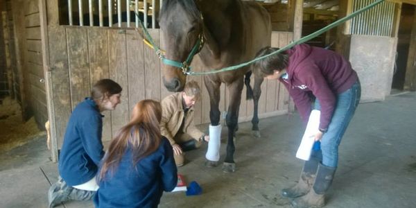 Horse in cross ties with 3 people watching a bandaging demonstration