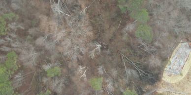 Aerial view of a wooded area with fallen trees and a small structure.