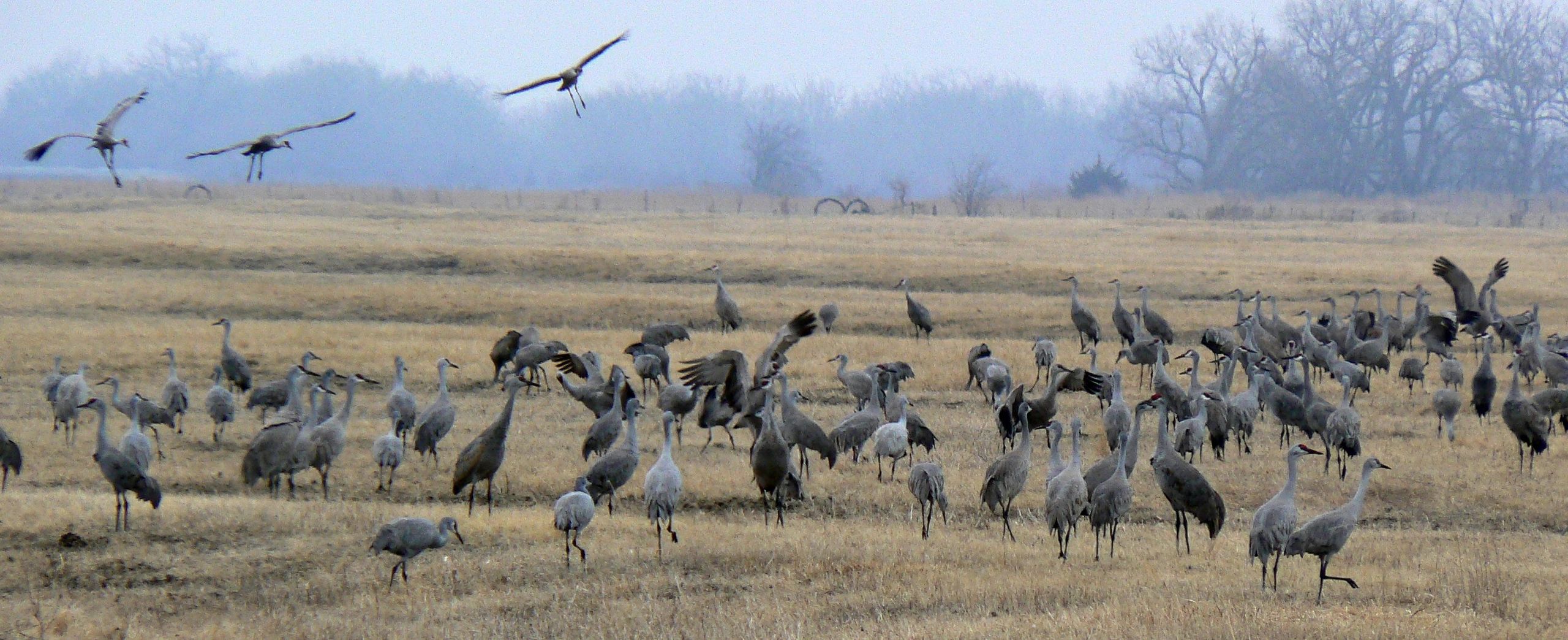 SandHill Crane Birds in North West Texas Field. 