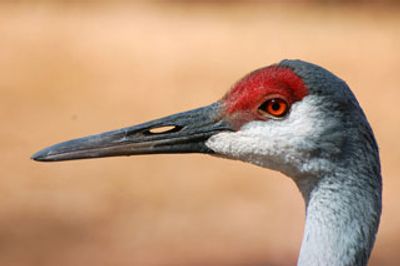 Sandhill Crane Beak and Head side view