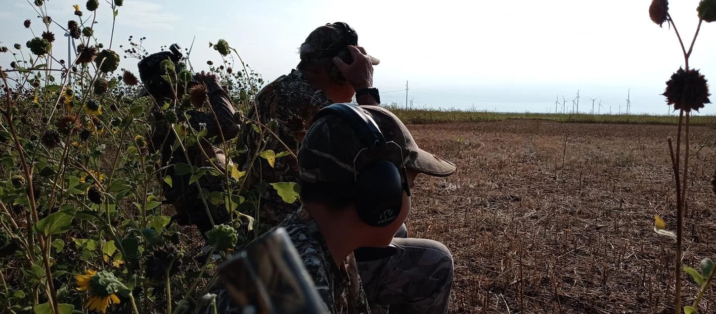 North West Texas Dove Hunters in a sun flower field