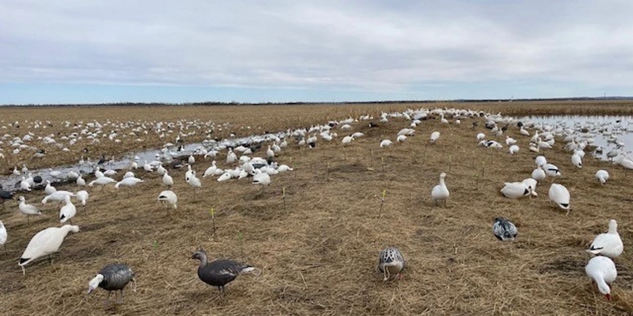 Snow Goose Decoys over Pit Blinds