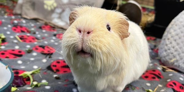 A happy Guinea Pig intrigued by their owner.