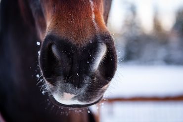 Horse Muzzle