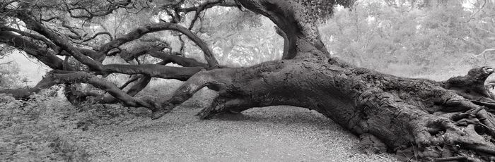 This Leaning Oak is outside of San Luis Obispo, captured in a light rainfall.