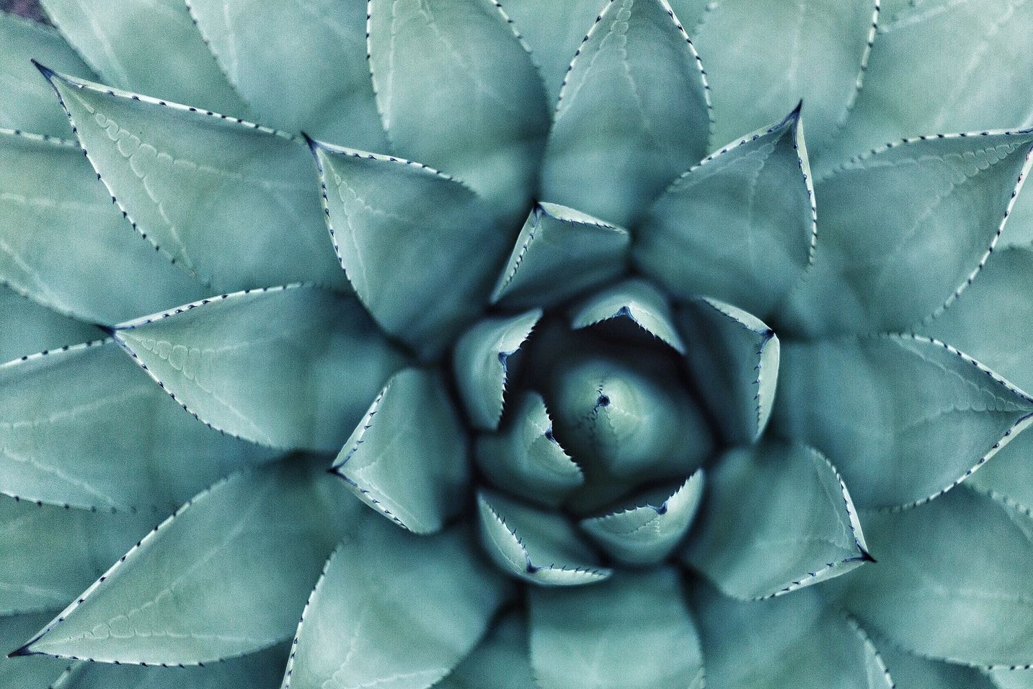 A close-up of a succulent plant. The soft green tones evoke a sense of calm and balance.
