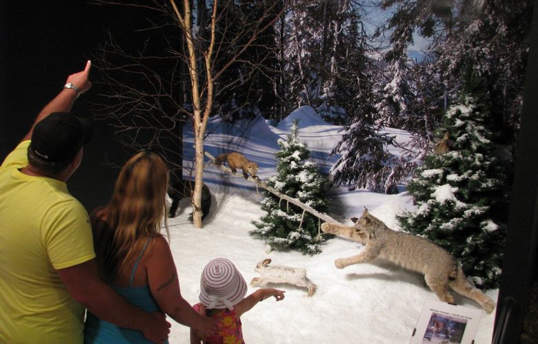 Gros Morne Wildlife Museum Exhibit - Winter Forest