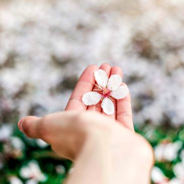 Hand holding a cherry blossom flower.