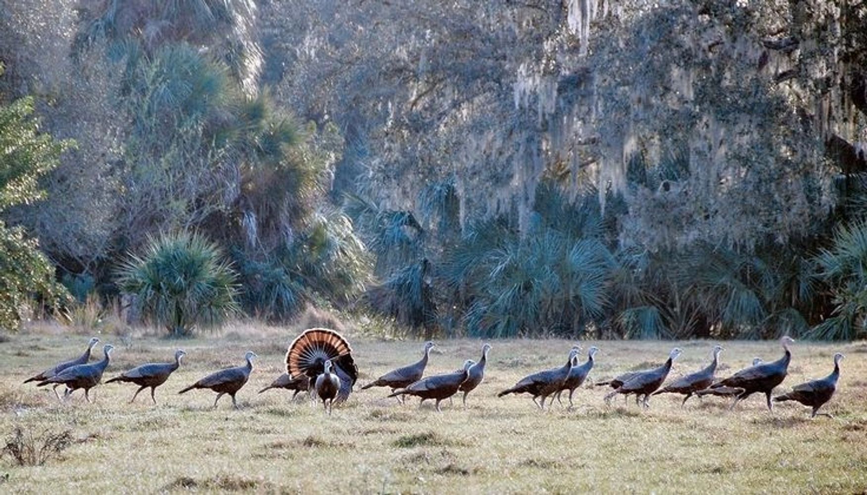 A flock of wild turkeys with one displaying its feathers in a natural setting.