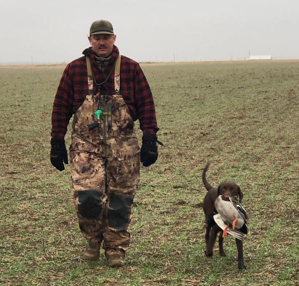 Hunter walking with a hunting dog carrying a duck in a field.