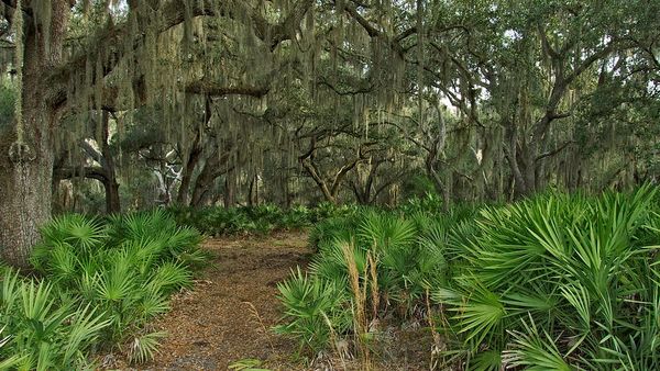 A forest path surrounded by palm bushes and oak trees with moss.