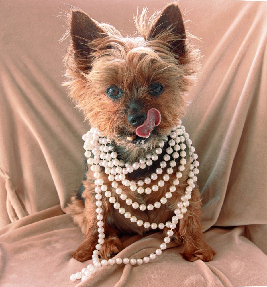 Introducing Coco Chanel, Teacup Yorkie, Age 11, our furry model