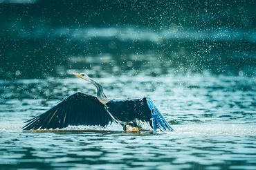 Wildlife tour in Mekong Delta, Vietnam