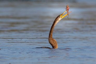 Wildlife tour in Mekong Delta, Vietnam