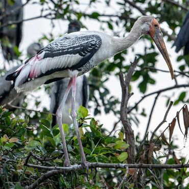 Wildlife tour in Mekong Delta, Vietnam