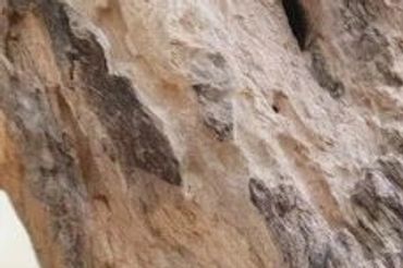 Wildlife in Dong Nai