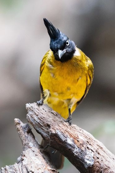 Wildlife in Dong Nai