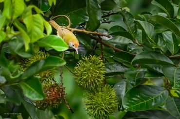 Natural bird in Lang Truong Tho