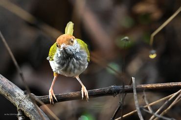 Natural bird in Lang Truong Tho