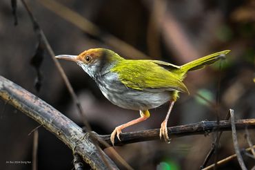 Natural bird in Lang Truong Tho