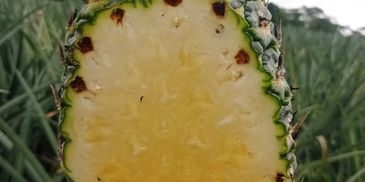 El dulce oro por dentro, verde y refrescante por fuera.
