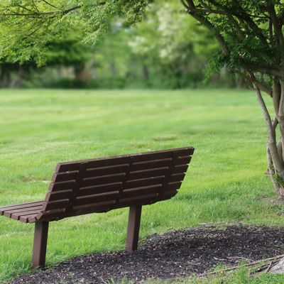 Empty wooden bench in a green park near a tree.