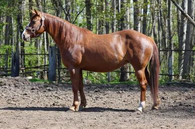 A chestnut horse standing in an outdoor enclosure with a forest backdrop.