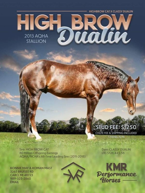 2013 AQHA stallion High Brow Dualin with stud fee details and lineage information.