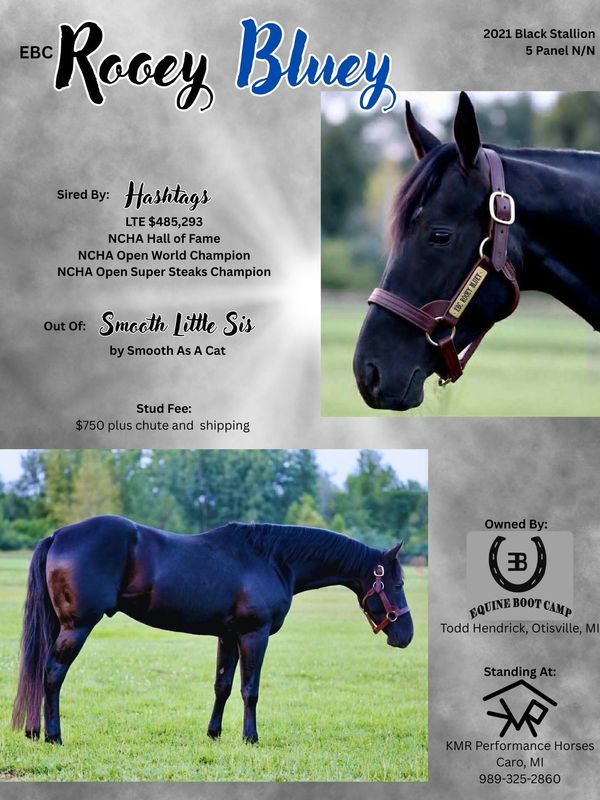 Rooey Bluey, a 2021 black stallion with impressive lineage and stud fee details.