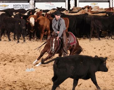 A cowboy on horseback herding cattle in an arena.
