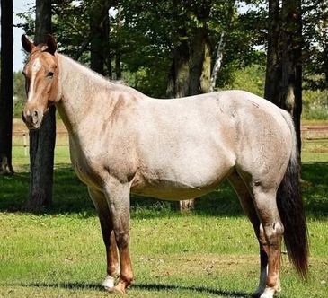 A light brown horse standing on grass near trees.