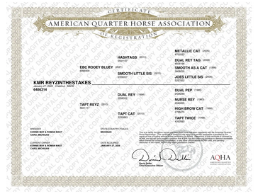 Certificate of registration for an American Quarter Horse named KMR Reyzinthestakes.