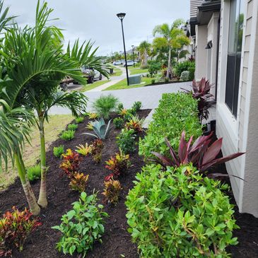 Neatly landscaped front yard with diverse tropical plants and fresh mulch.