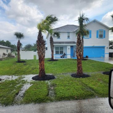 A white and blue house with palm trees and a wet lawn after rain.
