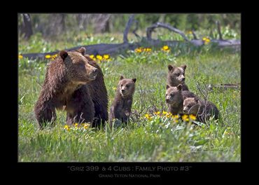Griz 399 & 4 Cubs | June 2020 | Grand Teton National Park | Grizzly 399 & 4 Cubs