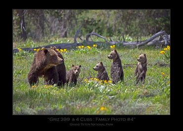 Griz 399 & 4 Cubs | June 2020 | Grand Teton National Park | Grizzly 399 & 4 Cubs