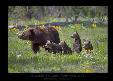Griz 399 & 4 Cubs | June 2020 | Grand Teton National Park | Grizzly 399 & 4 Cubs