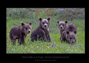 Griz 399 & 4 Cubs | June 2020 | Grand Teton National Park | "Black Diamond Eyes"| Grizzly 399 & Cubs