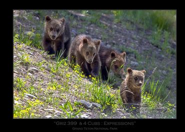 Griz 399 & 4 Cubs | June 2020 | Grand Teton National Park | "Expressions" | Grizzly 399 & Cubs