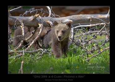 Griz 399 & 4 Cubs | June 2020 | Grand Teton National Park | "Finding a Way" | Grizzly 399 & 4 Cubs