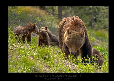Griz 399 & 4 Cubs | June 2020 | Grand Teton National Park | "Hillside #1" | Grizzly 399 & Cubs