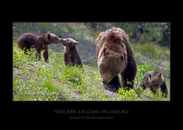 Griz 399 & 4 Cubs | June 2020 | Grand Teton National Park | "Hillside #2" | Grizzly 399 & Cubs