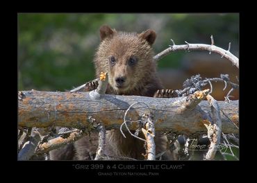 Griz 399 & 4 Cubs | June 2020 | Grand Teton National Park | "Little Claws" | Grizzly 399 & 4 Cubs