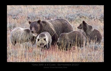 Griz 399 & 4 Cubs | September 2020 | Grizzly 399 & 4 Cubs