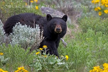 Black Bear & Yellow Mountain Flowers | Elk Creek | Yellowstone National Park