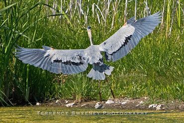Blue Heron showing off his wingspan as he glides in for a landing.