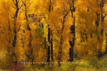 Fall colors in Grand Teton National Park showing off the yellow, orange and red hues of autumn.