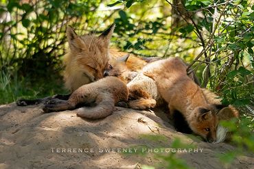 Fox Family enjoying some leisure time on the den.