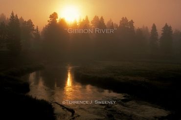 Gibbon River | Yellowstone National Park